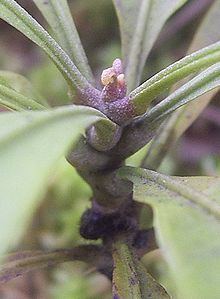 Dioncophyllaceae httpsuploadwikimediaorgwikipediacommonsthu