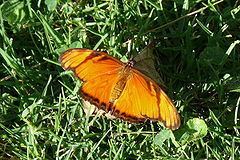 Dione (butterfly) httpsuploadwikimediaorgwikipediacommonsthu