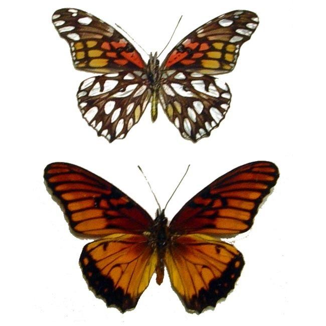 Dione moneta Dione moneta Pair Mexican Silverspot Butterflies Real Butterfly