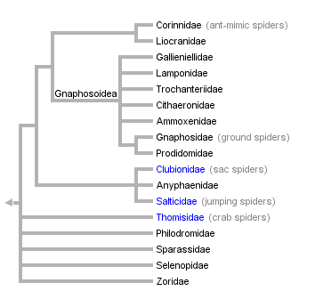 Dionycha tolweborgPublictreeImagesDionychapngx521024600