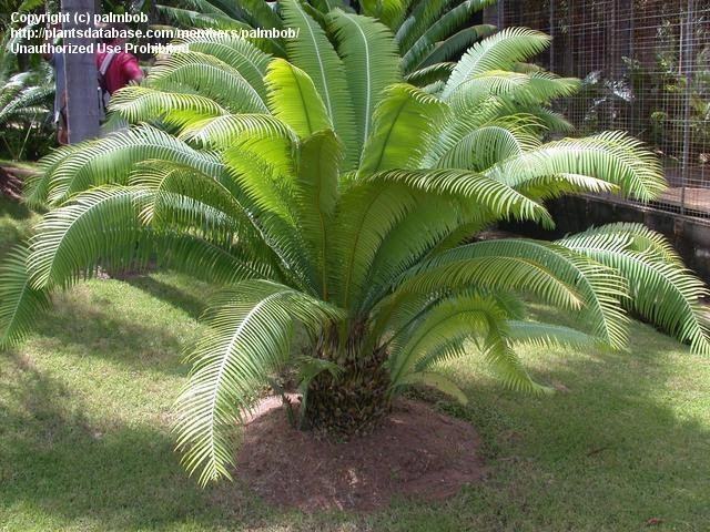 Dioon spinulosum PlantFiles Pictures Cycad Giant Dioon Gum Palm Dioon spinulosum