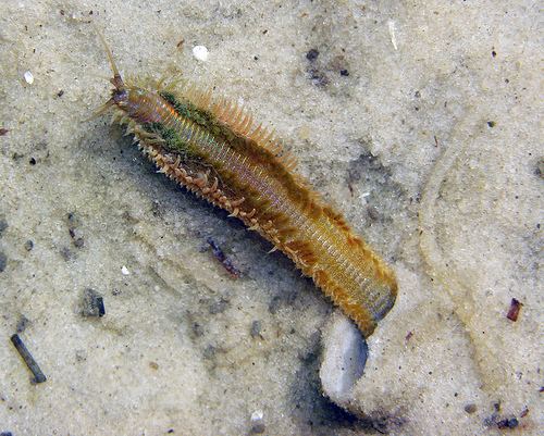 Diopatra Plumed worm Diopatra cuprea Onuphiidae Seahorse Key FL a