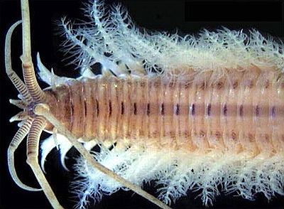 Diopatra Diopatra a polychaete worm Science amp Nature Pinterest
