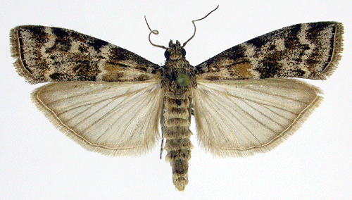 Dioryctria Dioryctria sylvestrella Insecta Lepidoptera Pyralidae