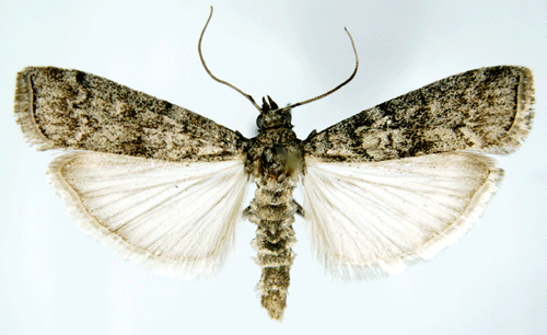 Dioryctria Dioryctria simplicella Insecta Lepidoptera Pyralidae