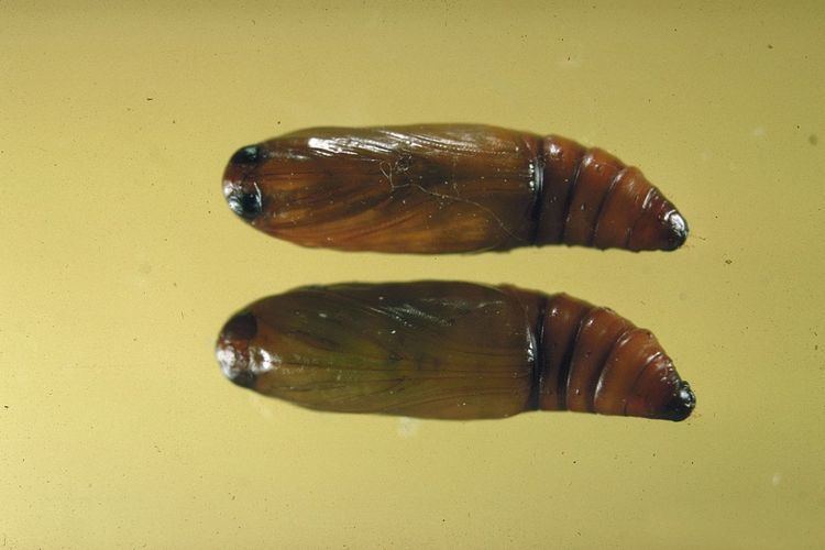 Dioryctria ebeli