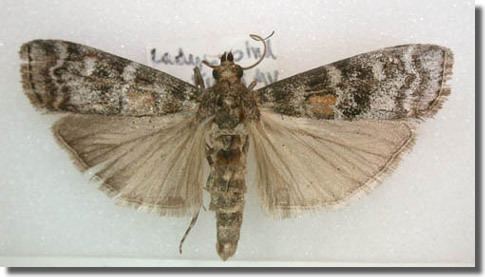 Dioryctria sylvestrella Hants Moths 62025 Dioryctria sylvestrella