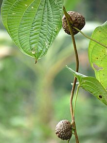 Dioscorea bulbifera httpsuploadwikimediaorgwikipediacommonsthu
