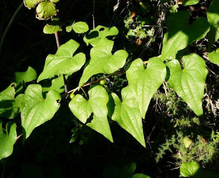 Dioscorea communis Dioscorea communis Tamaro