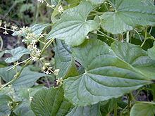 Dioscorea communis httpsuploadwikimediaorgwikipediacommonsthu