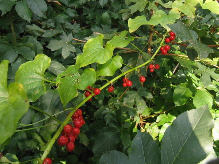 Dioscorea communis Image Dioscorea communis Black Bryony BioLibcz