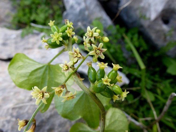 Dioscorea communis Dioscorea communis Mount Hymettos Attica The eastern slopes