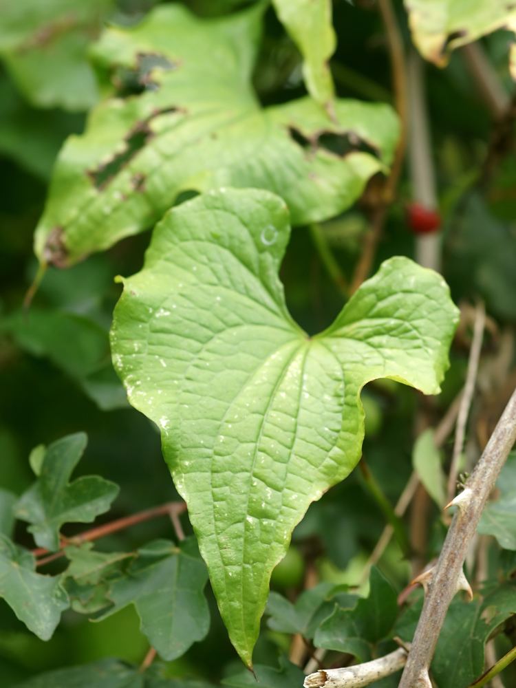 Dioscorea communis FileDioscorea communis leafjpg Wikimedia Commons