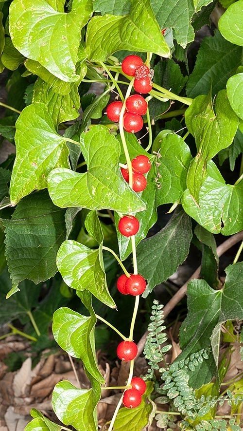 Dioscorea communis Dr Giuseppe MAZZA Journalist Scientific photographer gt Dioscorea