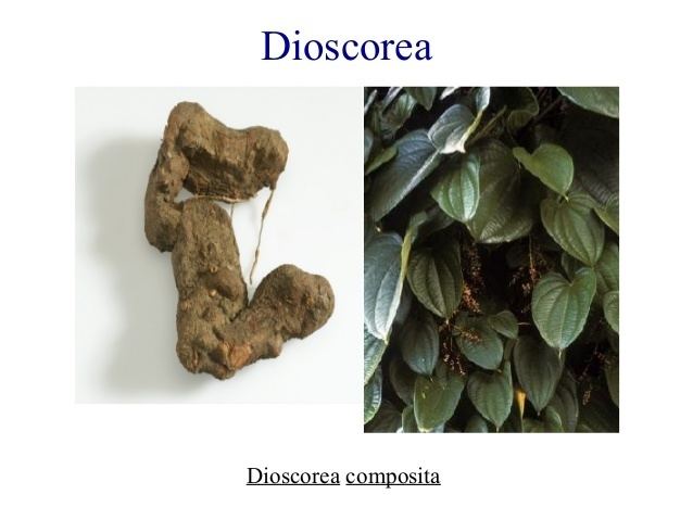 Dioscorea composita Saponin glycosides