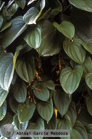 Dioscorea composita Dioscorea composita Health effects and herbal facts