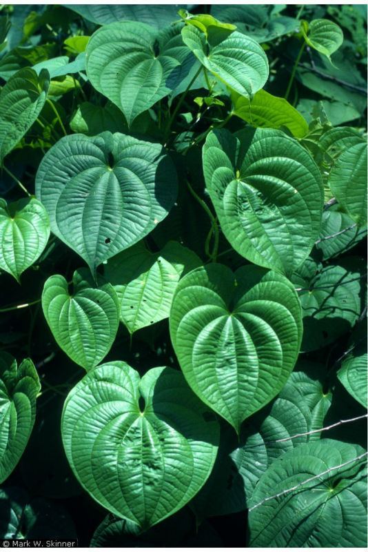 Dioscorea composita Dioscorea composita Health effects and herbal facts