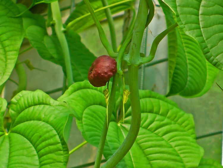 Dioscorea esculenta FileDioscorea esculenta 002JPG Wikimedia Commons