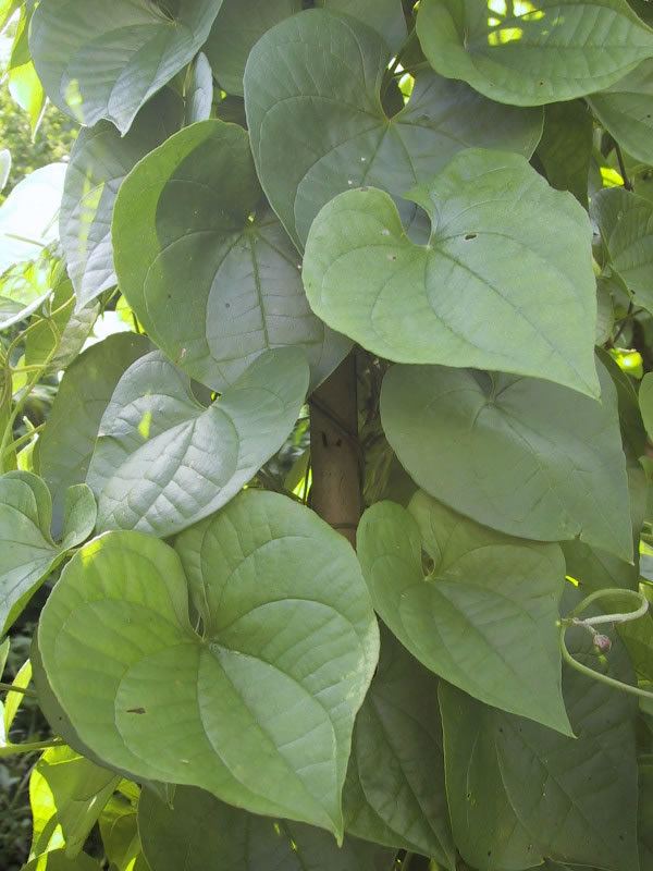 Dioscorea esculenta Classification Dioscoreaceae