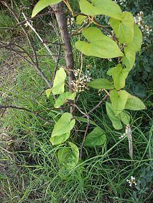 Dioscorea japonica httpsuploadwikimediaorgwikipediacommonsthu