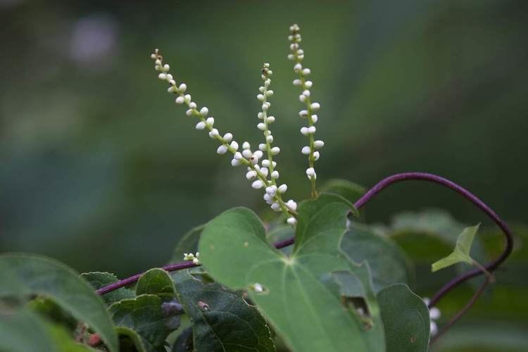 Dioscorea japonica Dioscorea japonica Yamanoimo