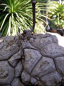 Dioscorea mexicana httpsuploadwikimediaorgwikipediacommonsthu