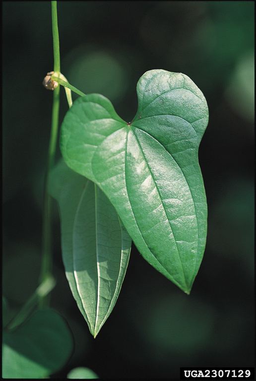 Dioscorea oppositifolia bugwoodcloudorgimages768x5122307129jpg