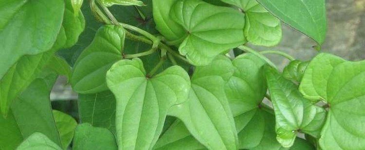 Dioscorea oppositifolia Chinese Wild Yam Cinnamon Vine Dioscorea oppositifolia