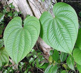 Dioscorea oppositifolia Dioscorea oppositifolia ZipcodeZoo