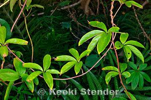Dioscorea pentaphylla Fiveleaf Yam Dioscorea pentaphylla