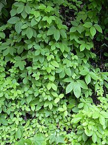 Dioscorea pentaphylla httpsuploadwikimediaorgwikipediacommonsthu