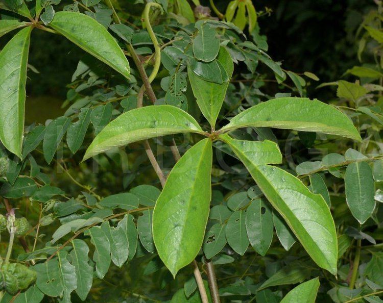 Dioscorea pentaphylla VIRBOGA Dioscorea pentaphylla