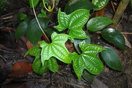 Dioscorea sansibarensis Dioscorea sansibarensis