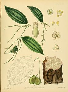 Dioscorea spicata httpsuploadwikimediaorgwikipediacommonsthu
