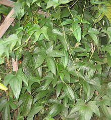 Dioscorea trifida httpsuploadwikimediaorgwikipediacommonsthu