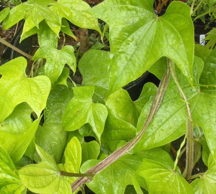 Dioscorea trifida Yam Yampi Dioscorea trifida Caribbean Yam Live Bulbs amp Plants