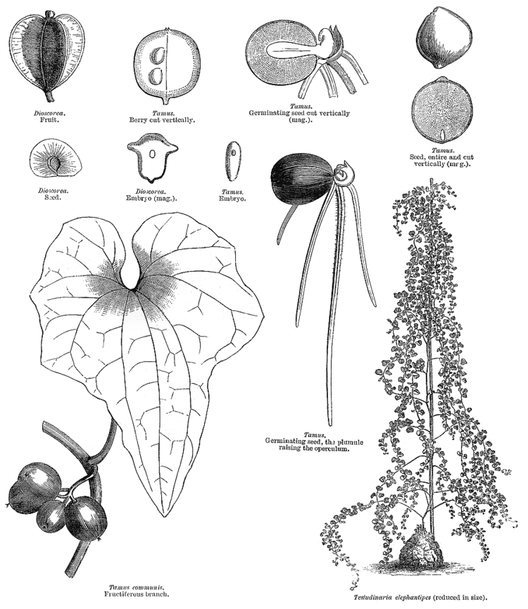 Dioscoreaceae Angiosperm families Dioscoreaceae R Br