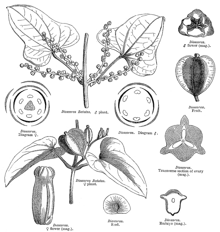 Dioscoreaceae Angiosperm families Dioscoreaceae R Br