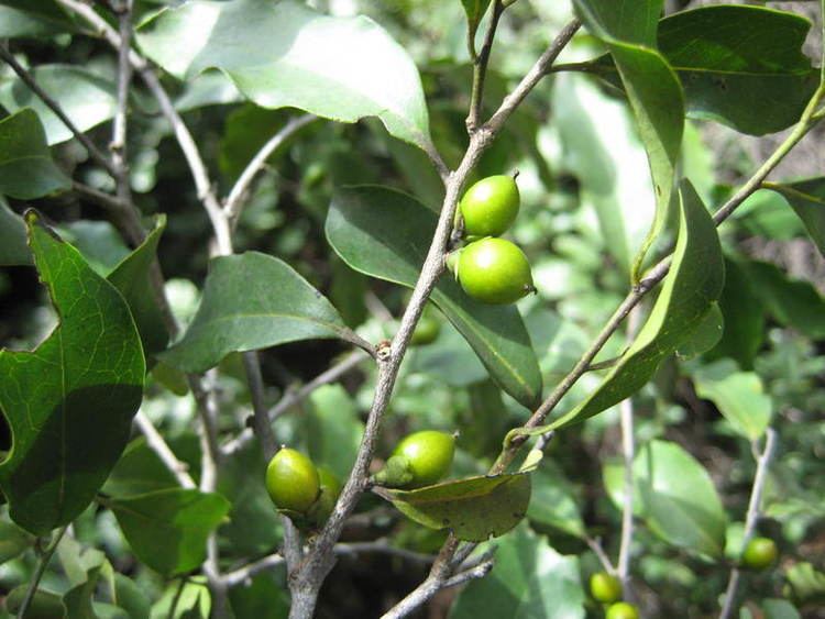 Diospyros abyssinica African Plants A Photo Guide Diospyros abyssinica Hiern FWhite