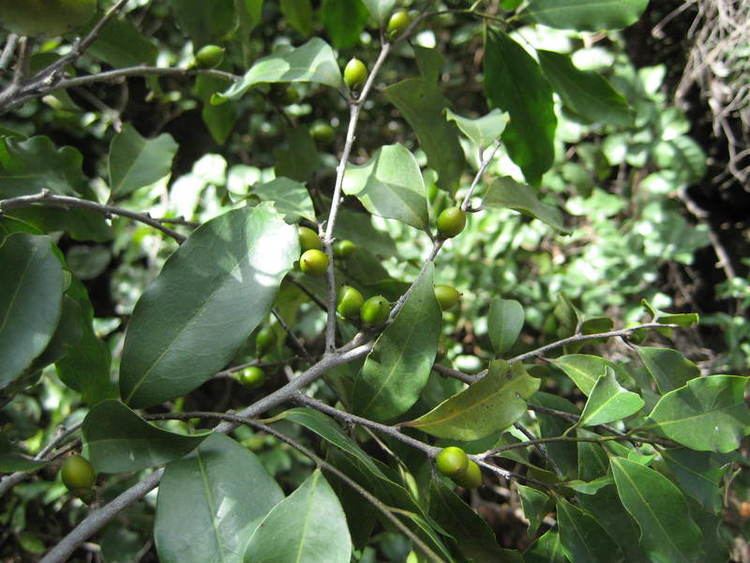 Diospyros abyssinica African Plants A Photo Guide Diospyros abyssinica Hiern FWhite