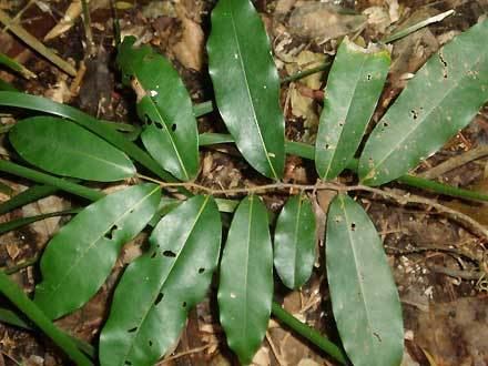 Diospyros australis Diospyros australis EBENACEAE Black Plum