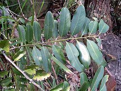 Diospyros australis httpsuploadwikimediaorgwikipediacommonsthu