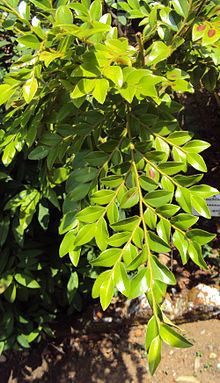 Diospyros buxifolia httpsuploadwikimediaorgwikipediacommonsthu