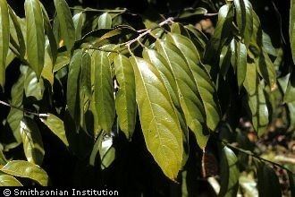 Diospyros ebenum Plants Profile for Diospyros ebenum ebony