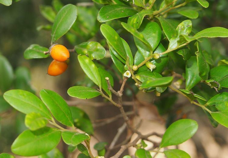 Diospyros humilis