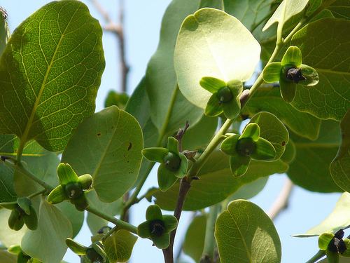 Diospyros melanoxylon Diospyros melanoxylon Health effects and herbal facts