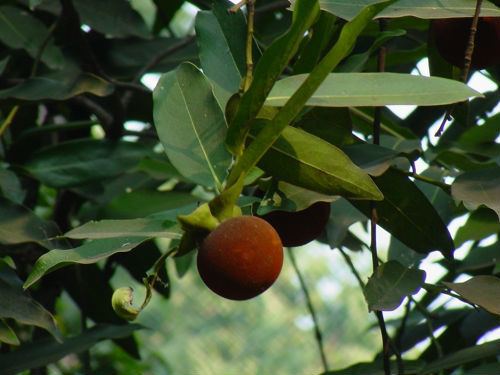 Diospyros melanoxylon Diospyros Melanoxylon Buy Multipurpose Tree SeedsCoromandel Ebony