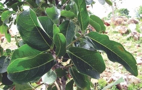 Diospyros melanoxylon Diospyros melanoxylon Roxb Species India Biodiversity Portal