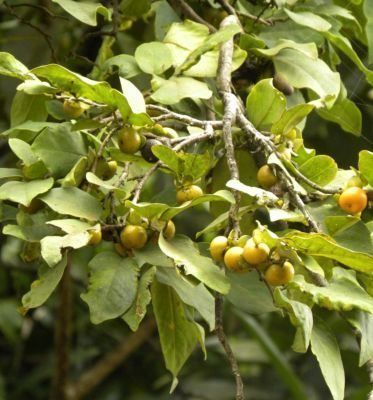 Diospyros montana Diospyros montana Health effects and herbal facts