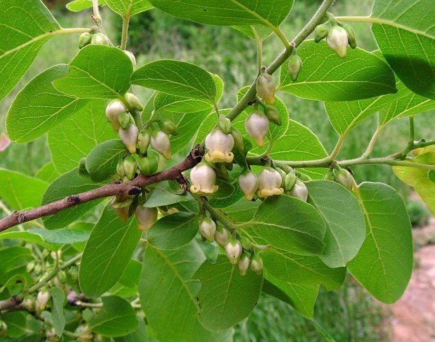 Diospyros virginiana Diospyros virginiana page